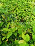 翠綠繁茂的植物景觀