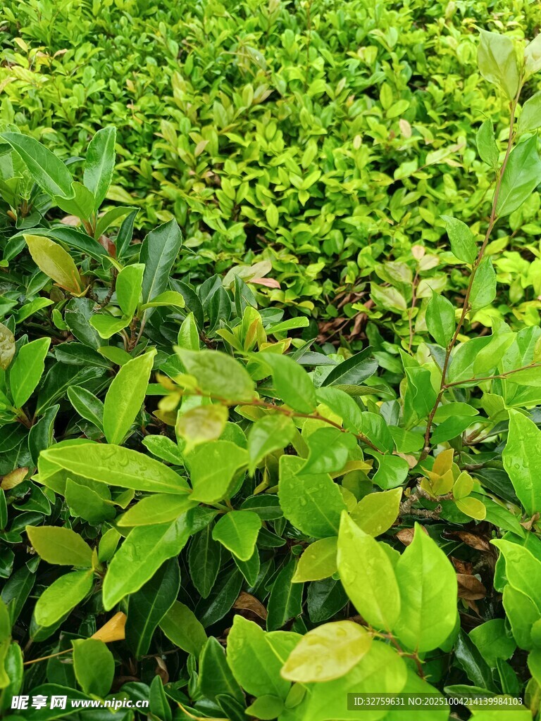 翠綠繁茂的植物景觀