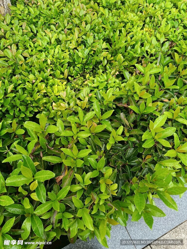 翠綠繁茂的綠植景觀