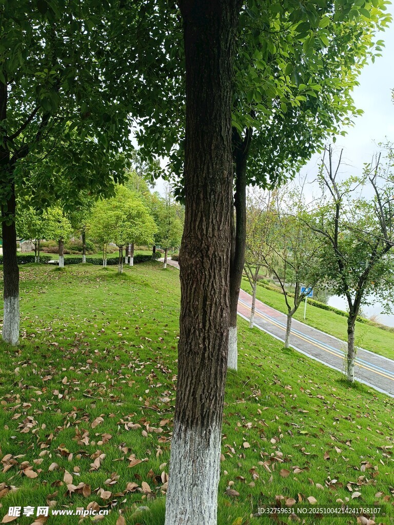 公園綠蔭草地秋日景象