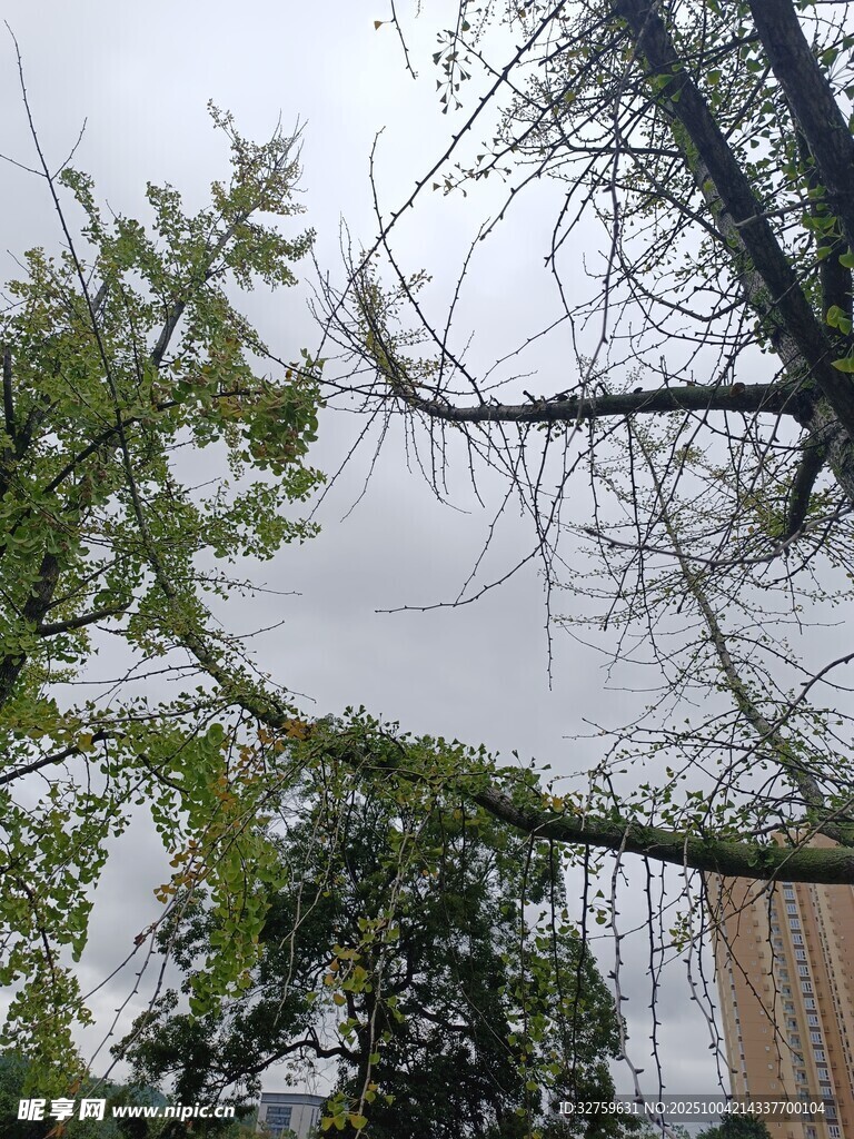 傾斜樹枝 