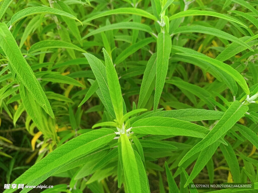 翠綠清新的植物葉片