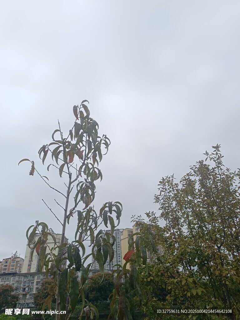 陰天中的樹木與遠(yuǎn)處建筑