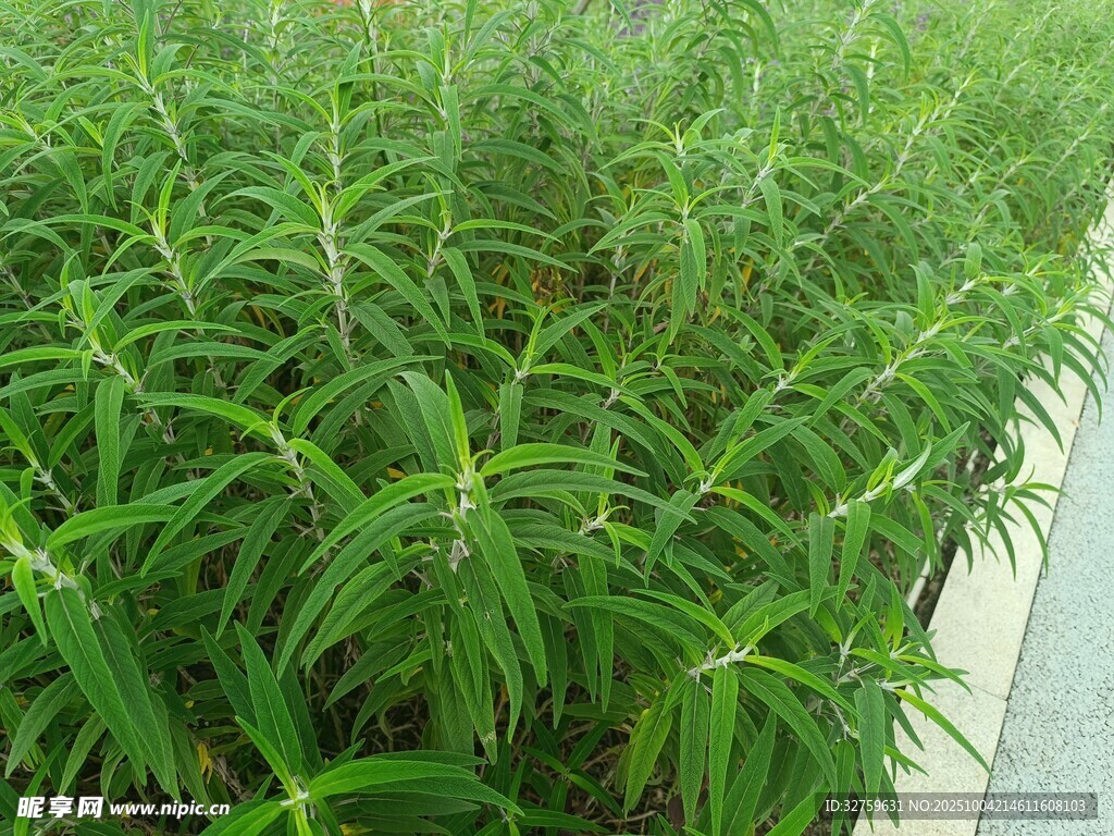 嫩綠植物幼苗生機滿滿