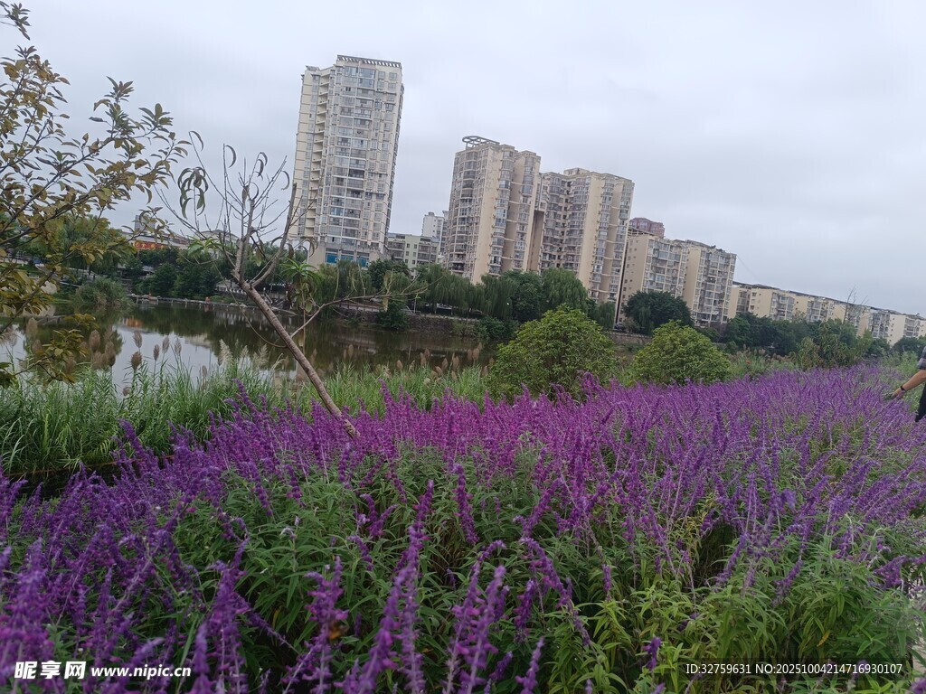 城市邊的紫色花海景觀