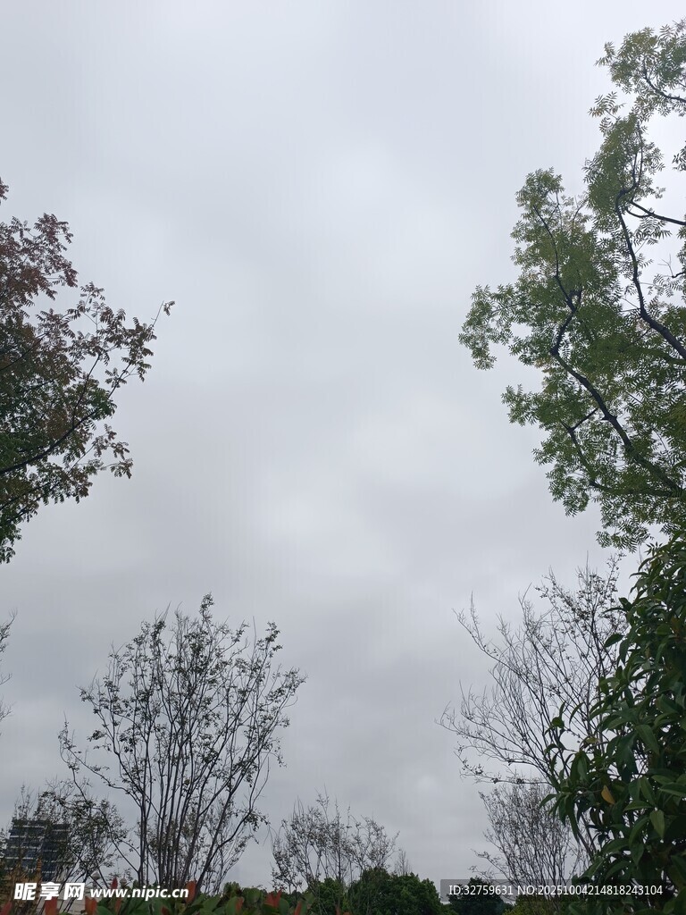 陰天中的樹木景觀