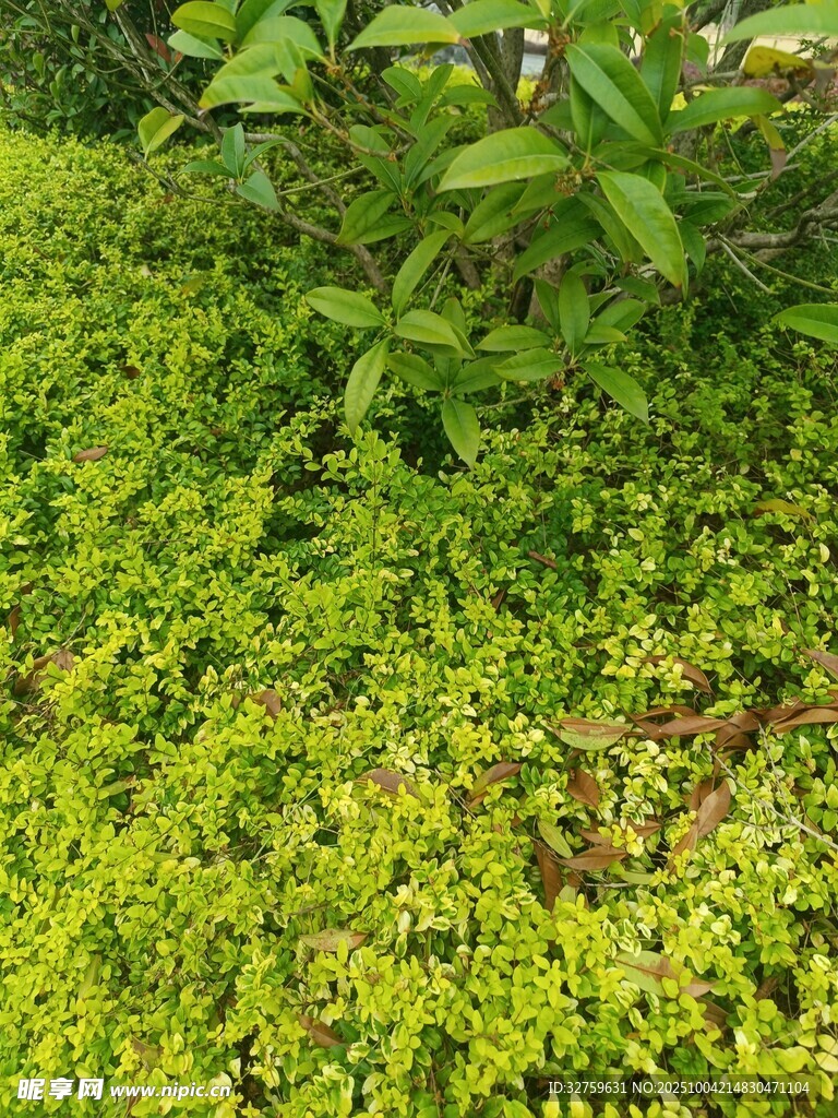 翠綠繁茂的地面綠植景觀