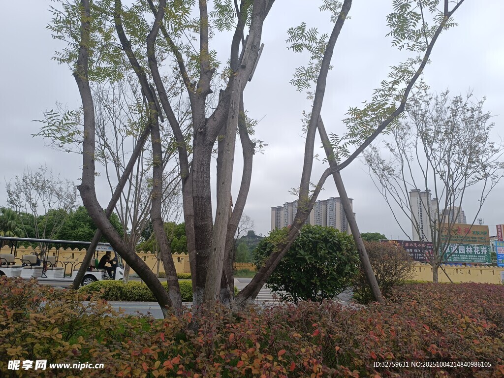 城市中樹木與低矮植被景觀