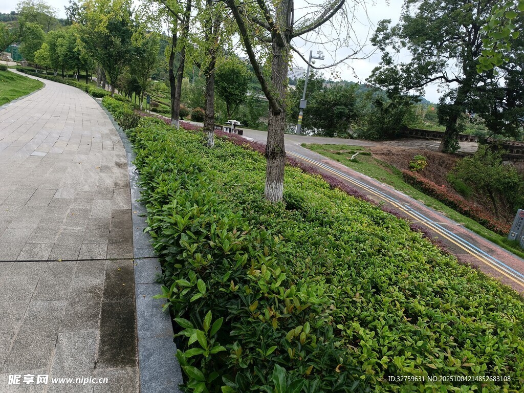 公園中的綠植與步道