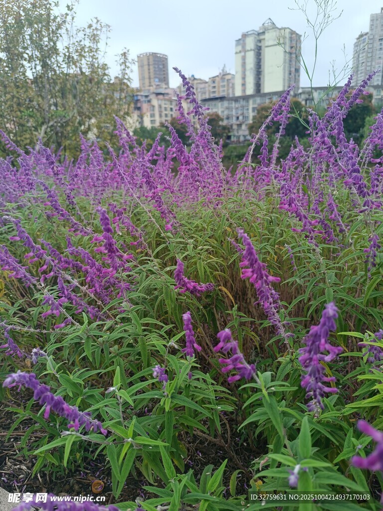 紫色花叢綻放于城市邊
