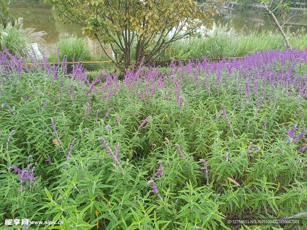 紫色花海中的繁茂綠植