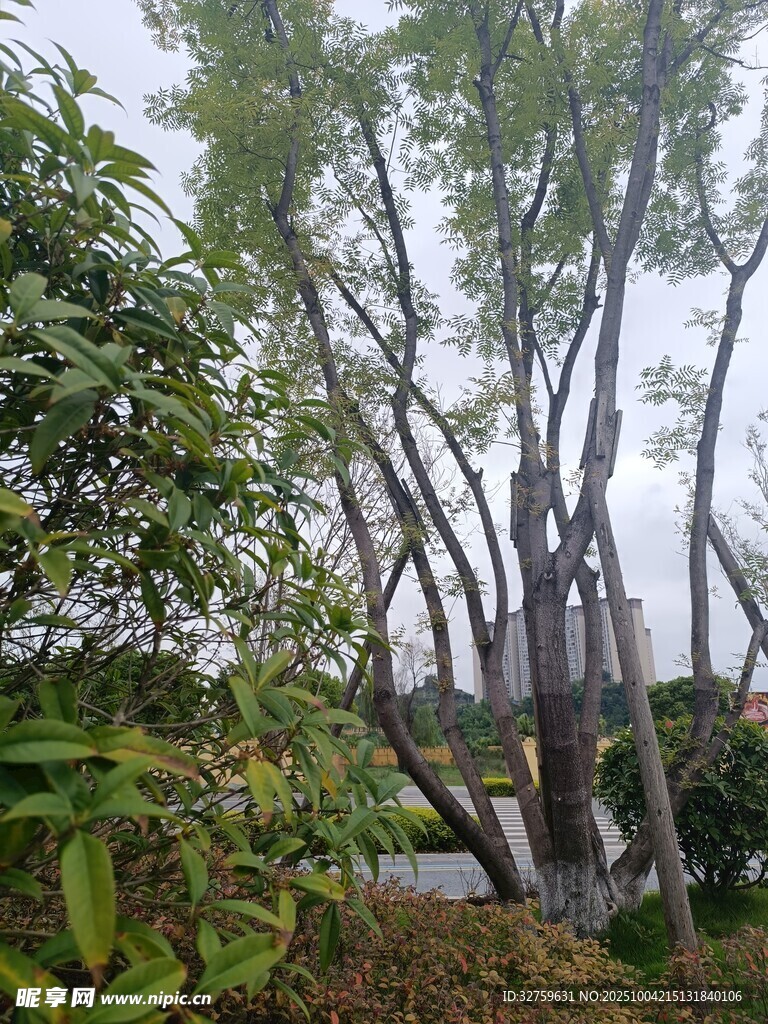 雨中樹(shù)木與周邊綠植景觀(guān)