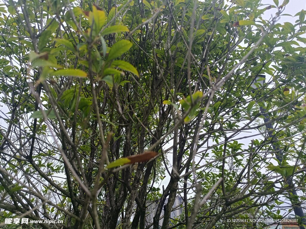 樹枝上棲息的多彩鳥兒