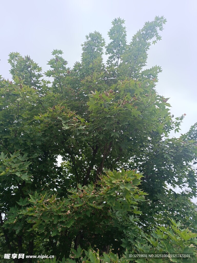 綠葉繁茂的樹(shù)木