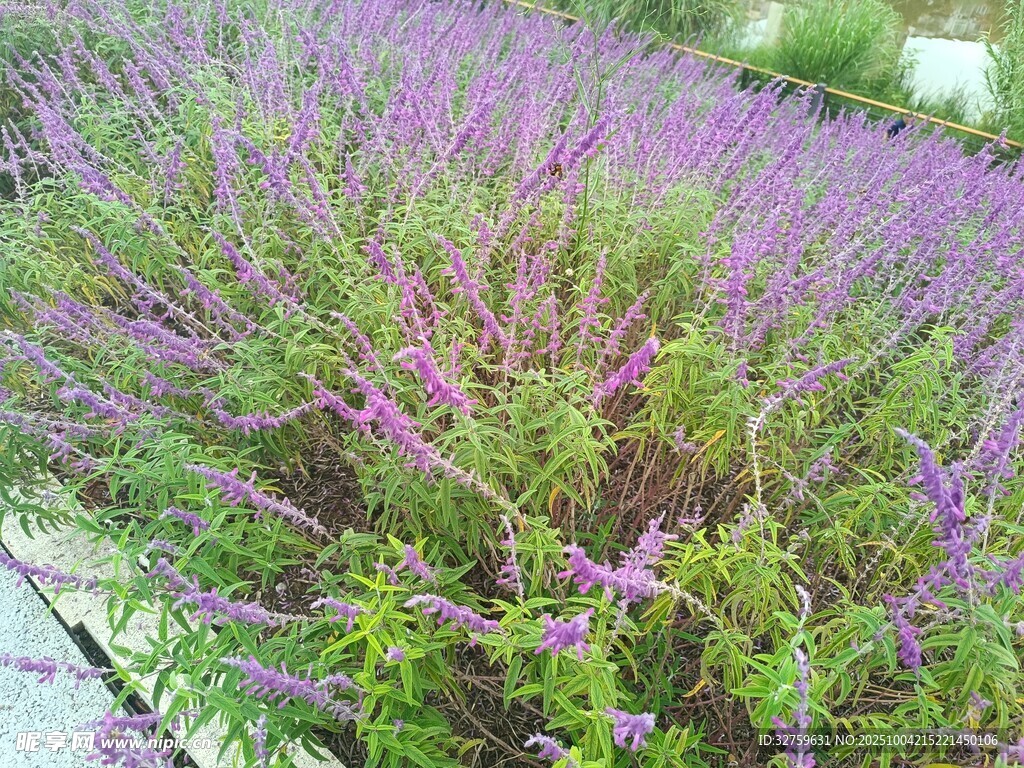 紫色花卉綠植景觀