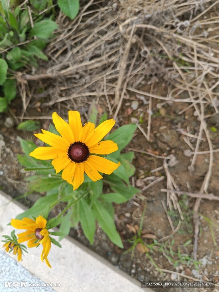 黃色黑心菊綻放于地面