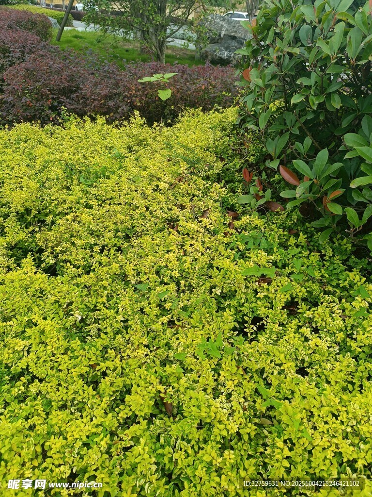 金黃繁茂的低矮植物景觀