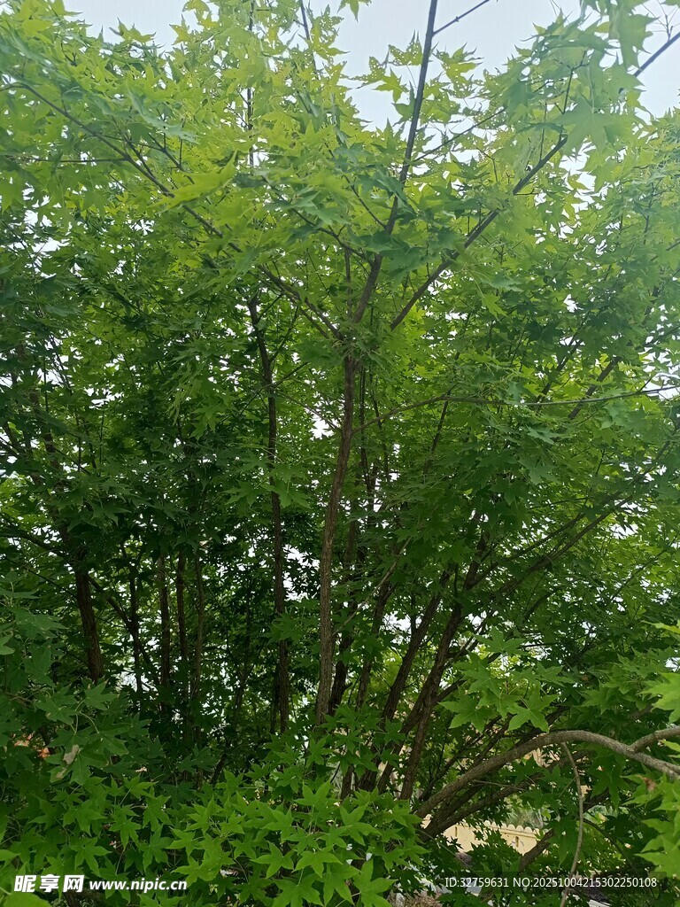 茂密綠植展現(xiàn)自然生機