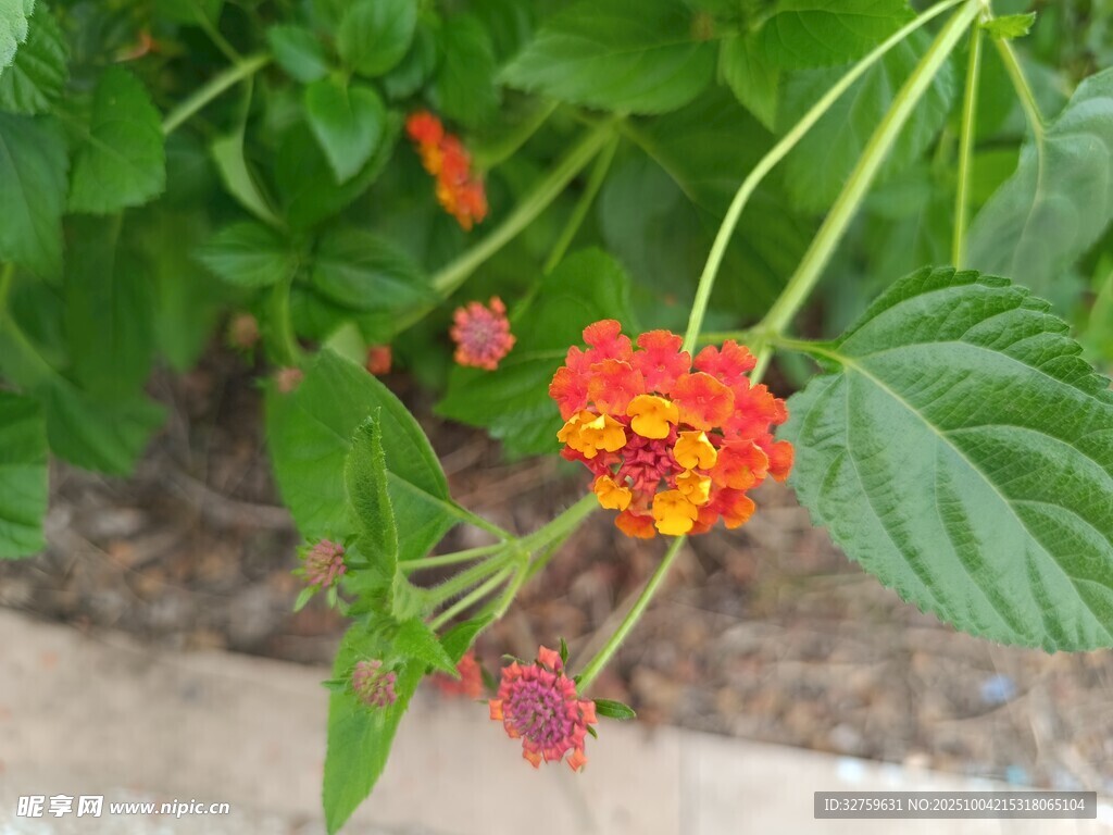 鮮艷馬纓丹綻放于綠葉間
