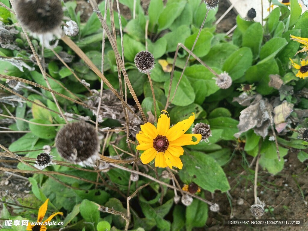 黃色小花與綠葉植物景象