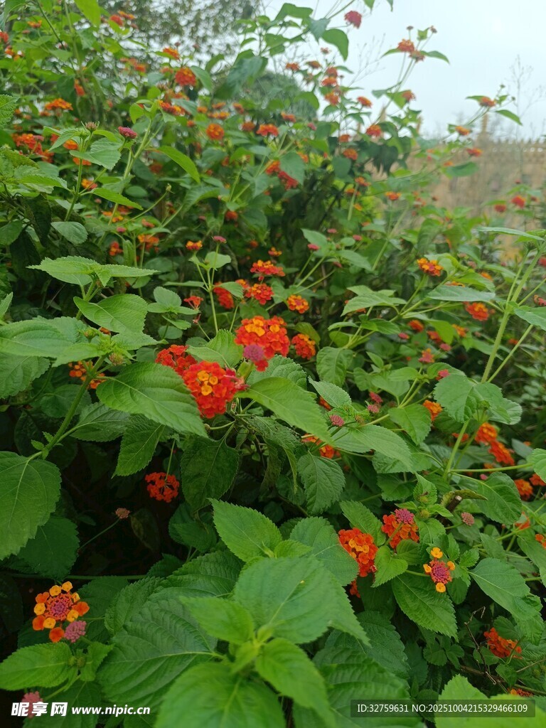 綠葉間的鮮艷紅色花朵