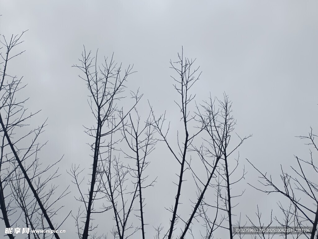 冬日枯樹景象