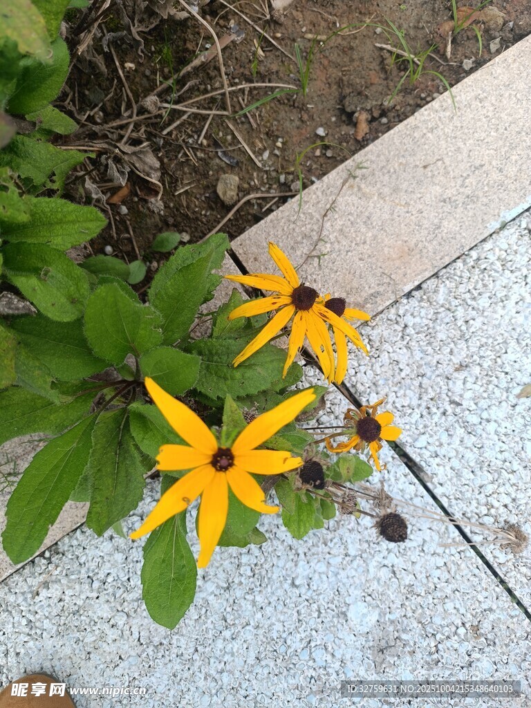 路邊綻放的黃色小花
