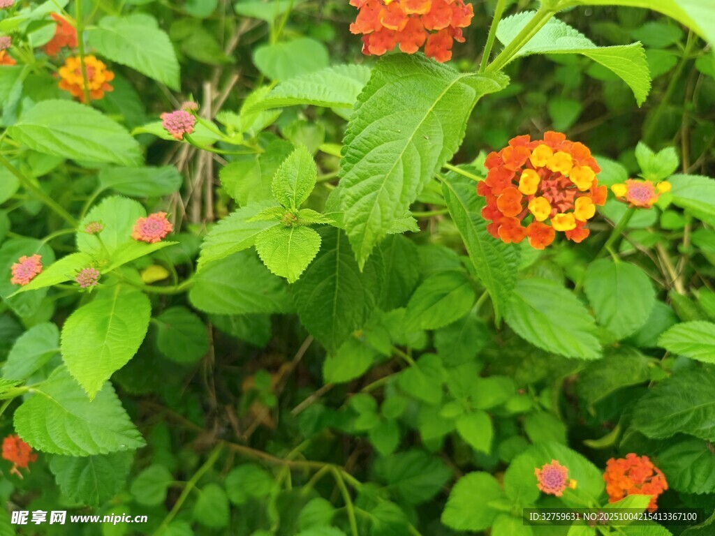 綠葉間的鮮艷橙紅色花朵