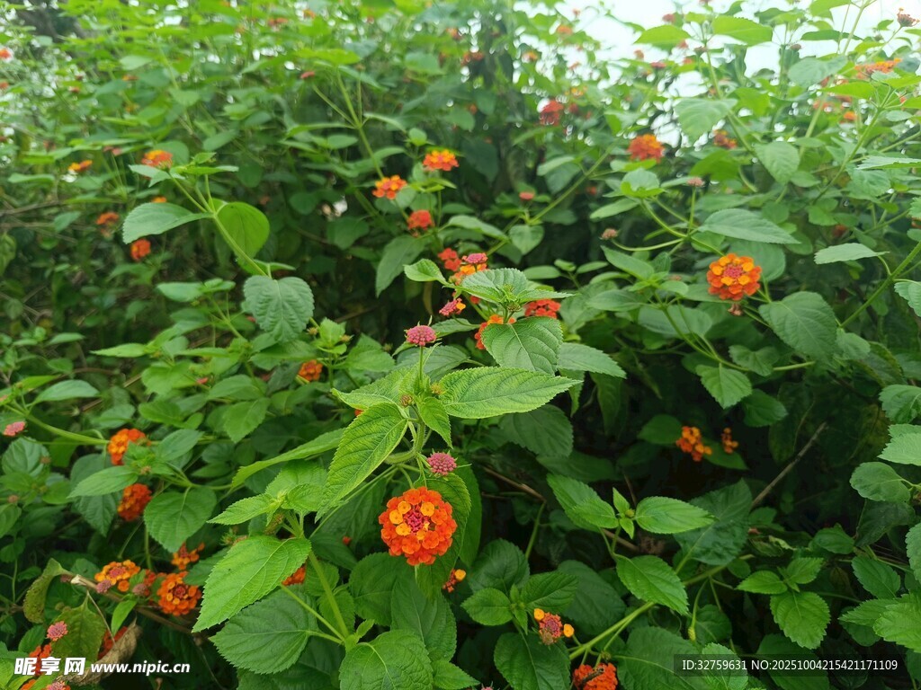綠葉間的橙紅花朵綻放