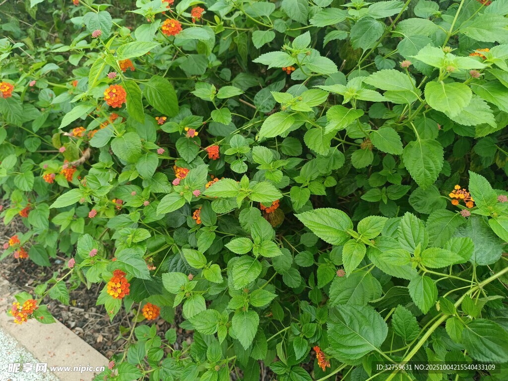 綠葉間的艷紅花卉