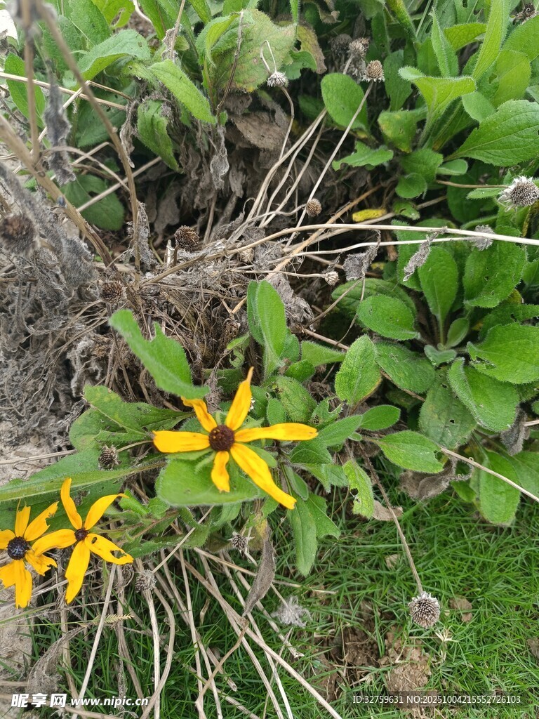 草叢中的黃色小花