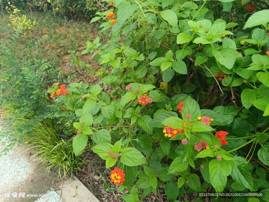 路邊盛開的橙紅色花朵