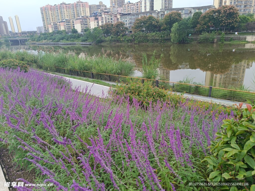 河畔紫花綻放美景