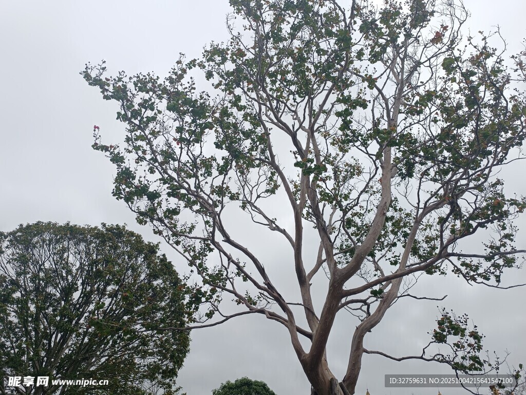 挺拔樹木與修剪植物景觀