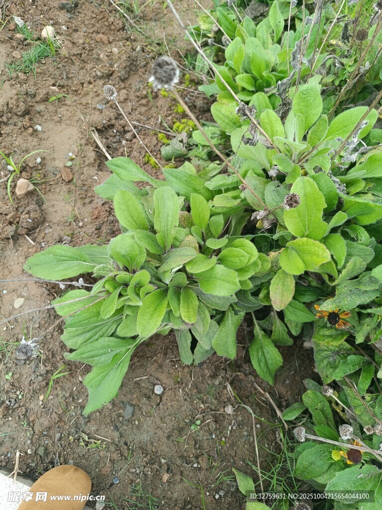 綠葉植物生長(zhǎng)于泥土間