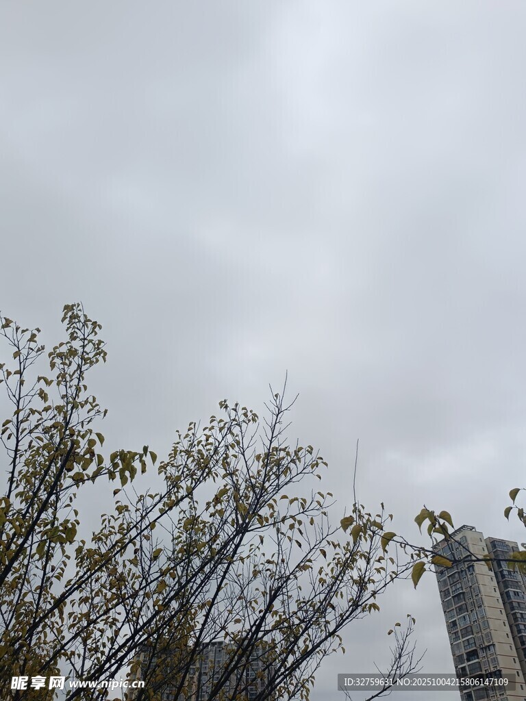 陰天中的樹木與高樓