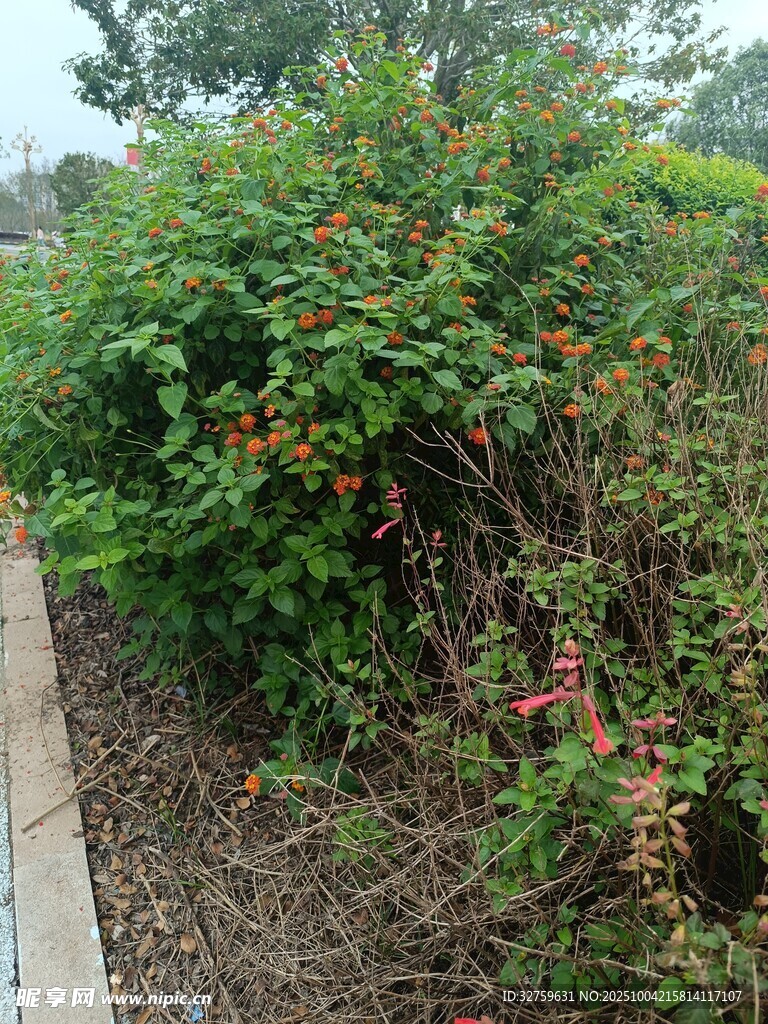 路邊繁茂綠植 