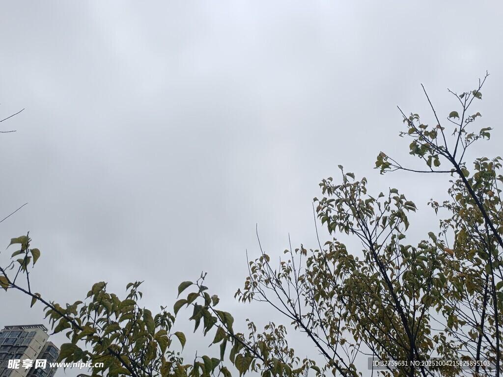 陰天中的枝葉景象