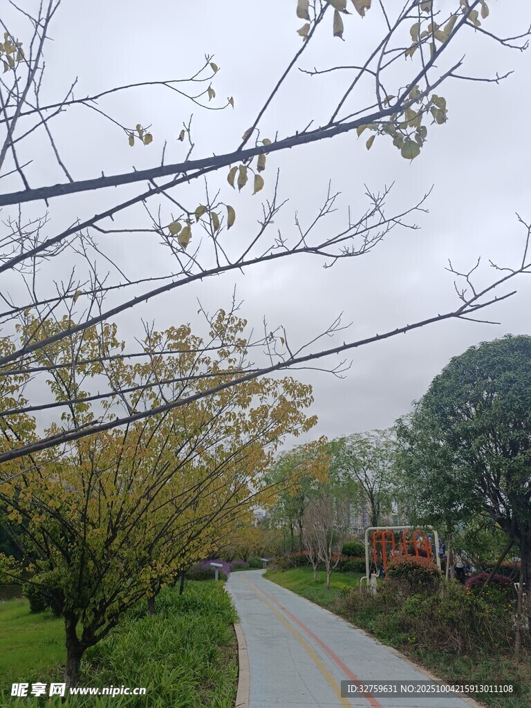 鄉(xiāng)村小路旁的樹木景致