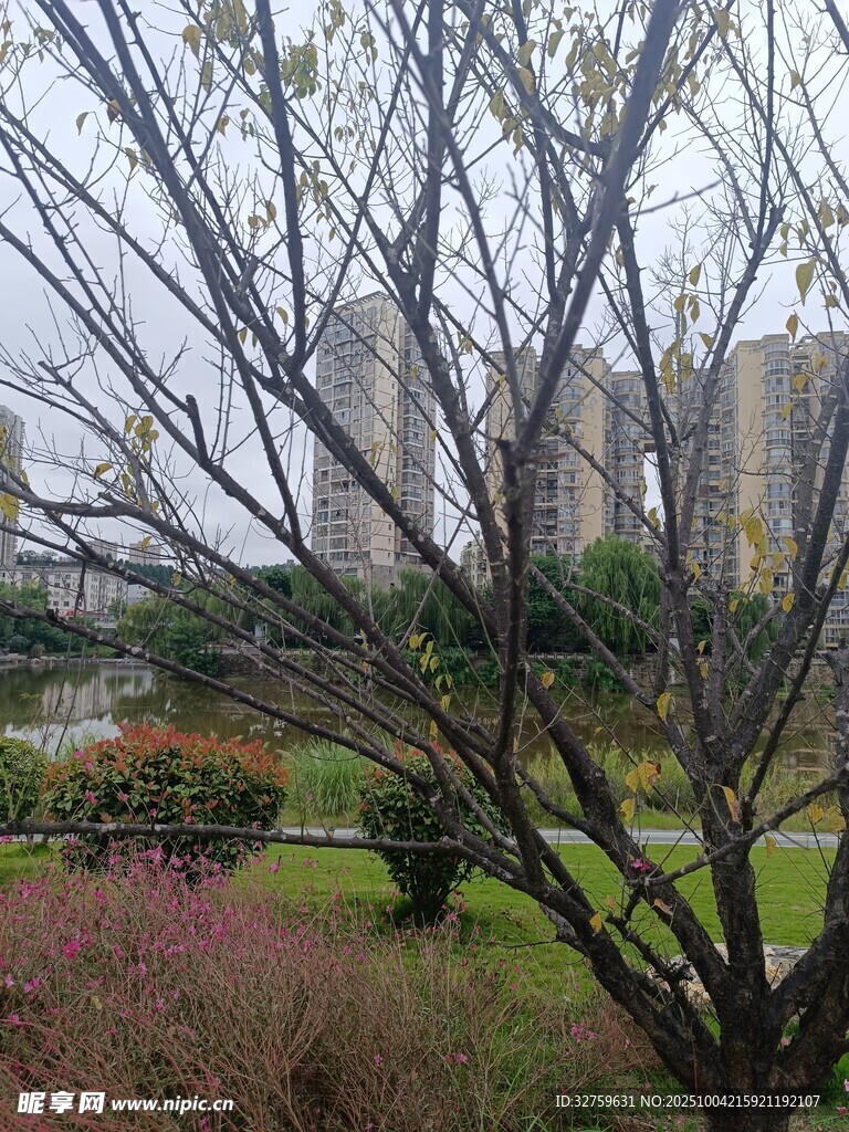 城市公園中的樹(shù)木與遠(yuǎn)景