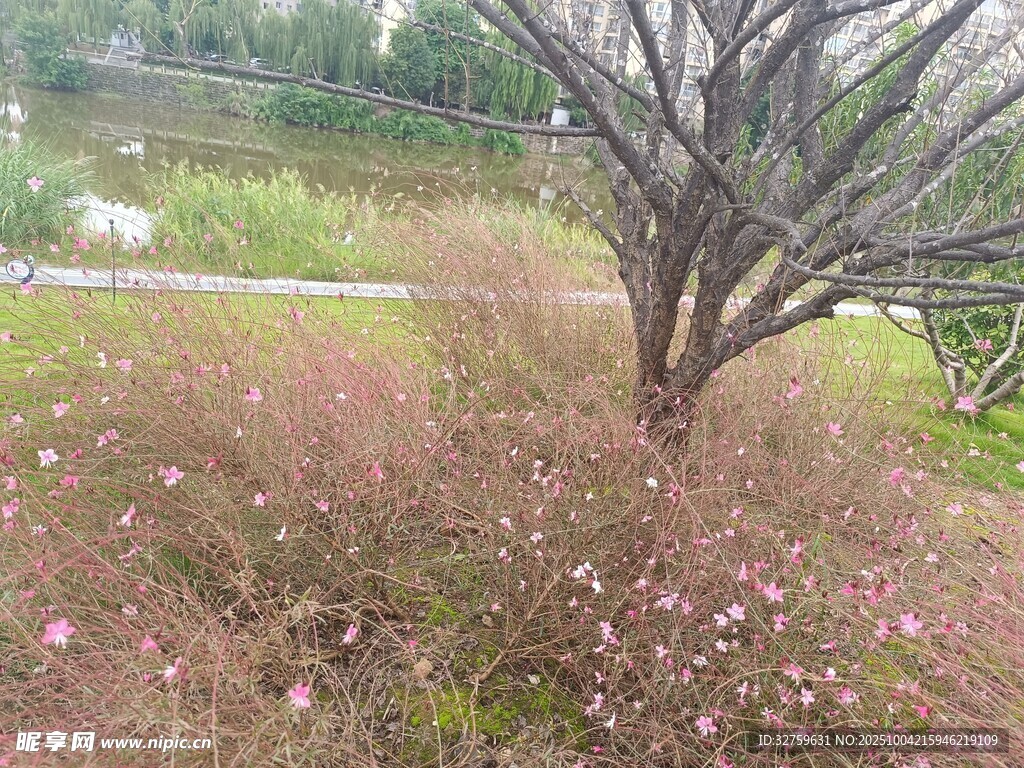 野外綻放的花草與孤樹