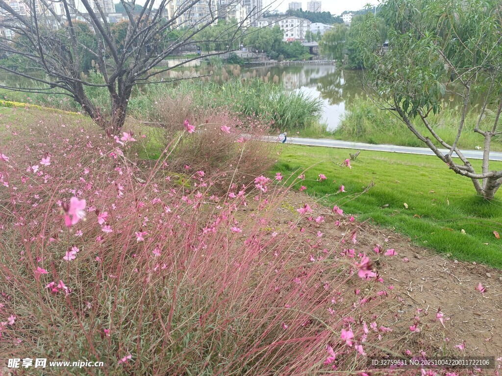 粉色花叢裝點的公園景致