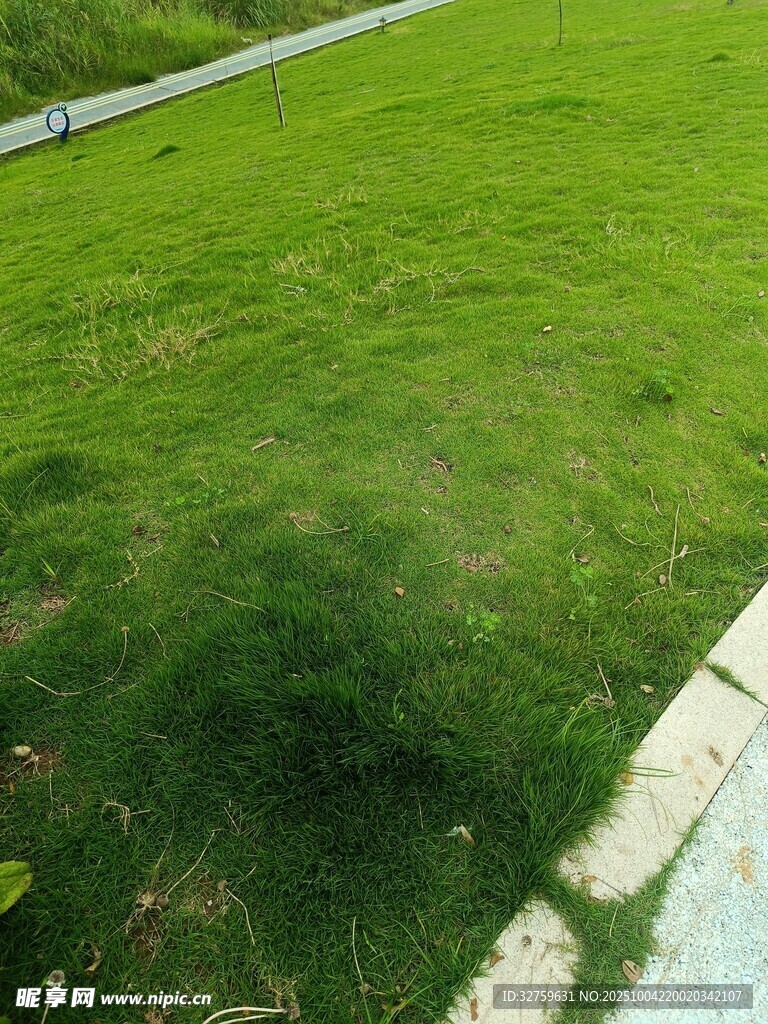 翠綠草坪邊緣景象