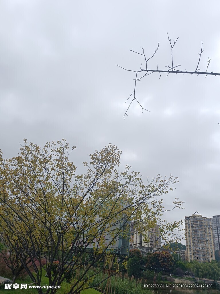 陰天里的樹木與遠處建筑