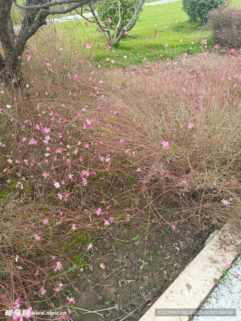 路邊綻放的粉色小花