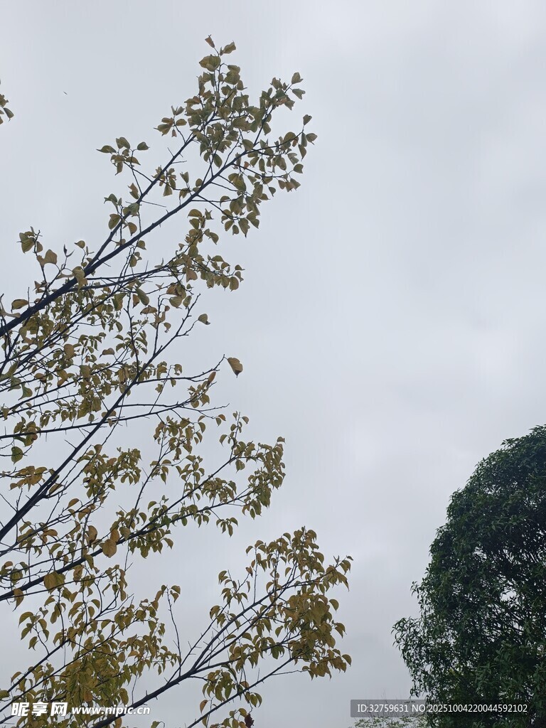 枝頭綠葉映灰白天空
