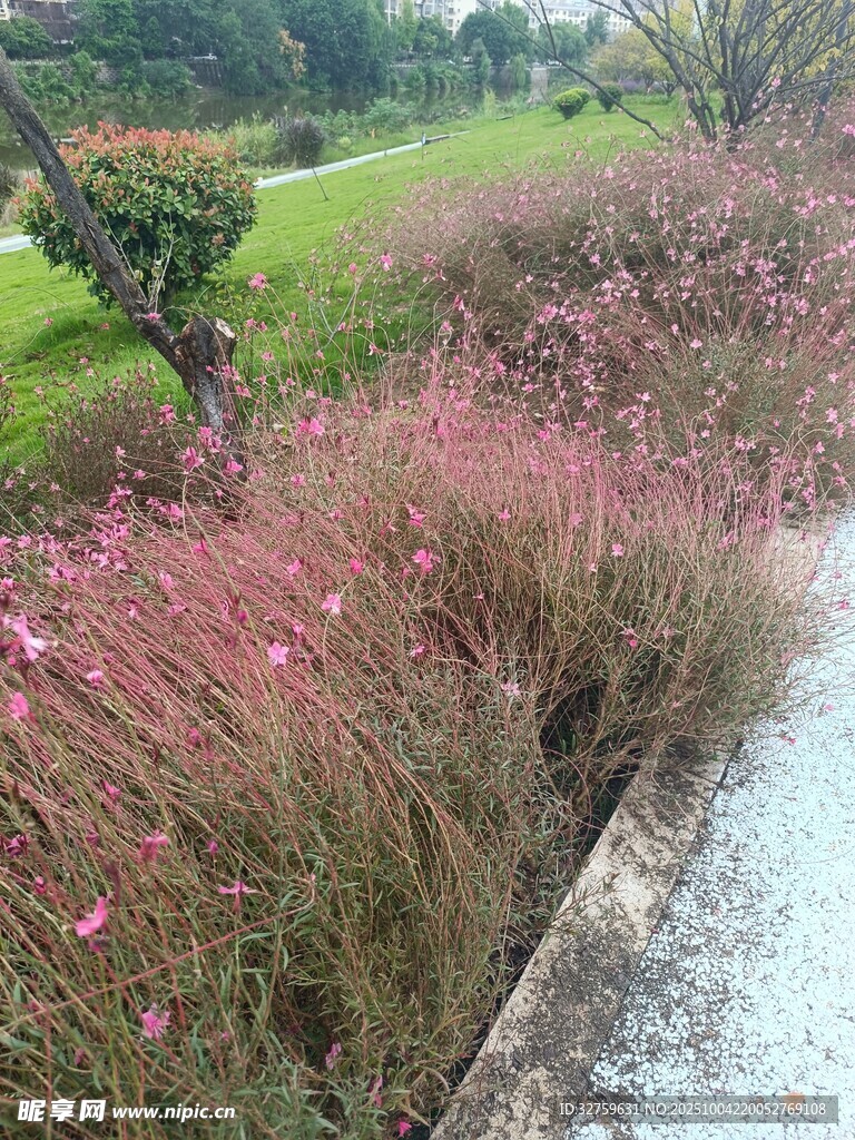 路邊粉黛亂子草景觀