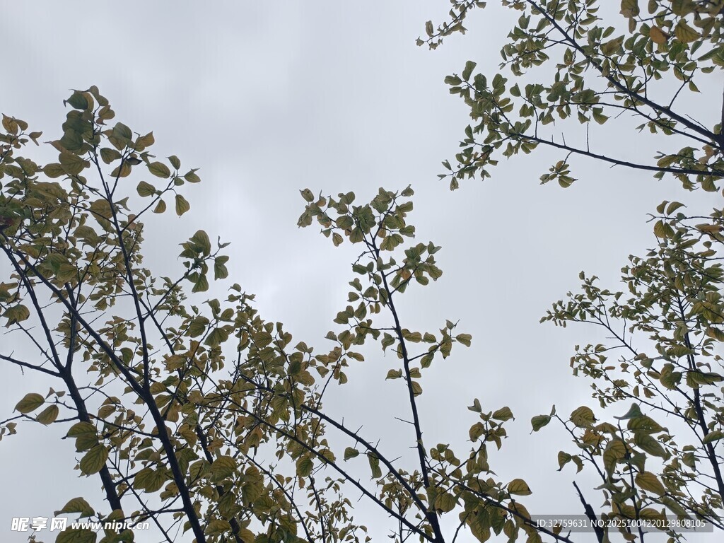 仰視下的繁茂樹枝