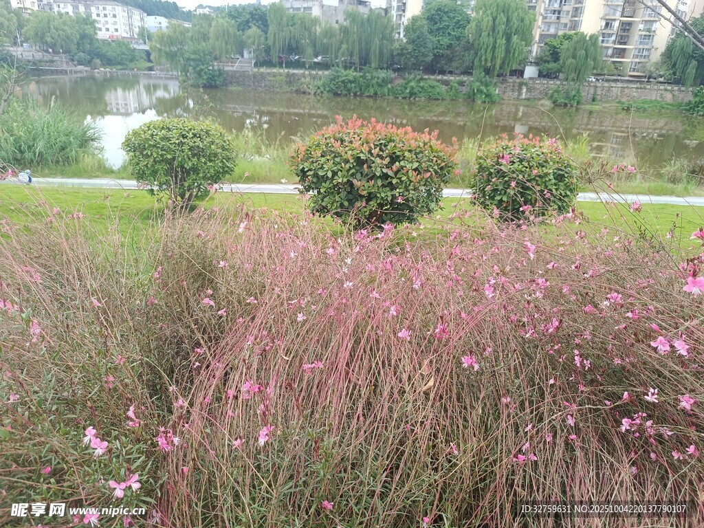 湖畔粉黛亂子草景觀