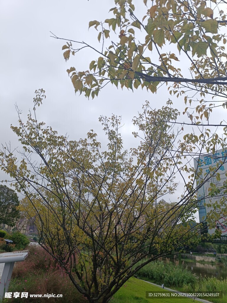 戶外繁花綠樹景致